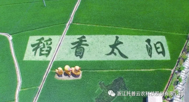 浙江臨安：竹林變稻田，農(nóng)戶喜開顏