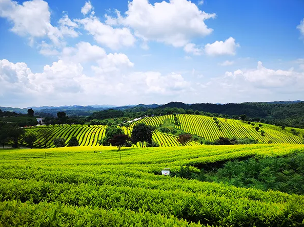 茶園 “美人計”綠色滅蟲害 干凈黔茶托普用心呵護(hù)