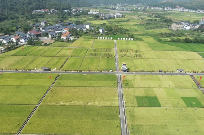 智慧種業(yè)案例 | 湘東：雜交水稻制種之鄉(xiāng)，數(shù)字技術(shù)成為制種新神器！